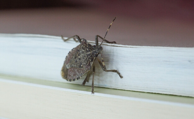 סרחניים, פשפש מסריח (צילום: shutterstock_Claudio_Divizia)