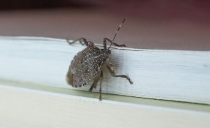 סרחניים, פשפש מסריח (צילום: shutterstock_Claudio_Divizia)