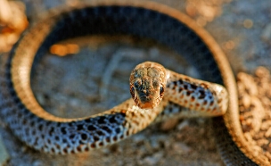 נחש זעמן מטבעות (צילום: shutterstock_Markos_Loizou)