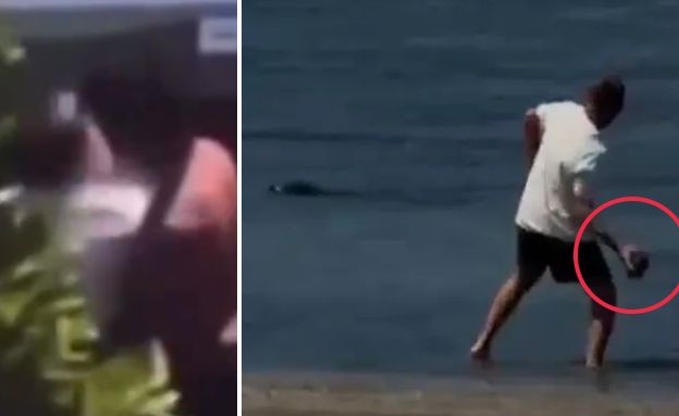 כלב ים נזירי (צילום: מתוך הרשתות החברתיות לפי סעיף 27א׳ לחוק זכויות יוצרים)