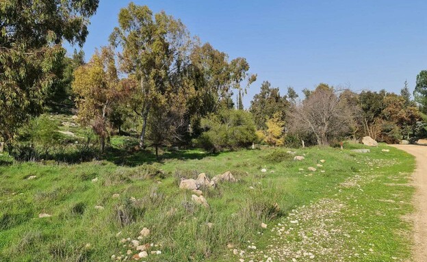 יער מיר יער מיר
