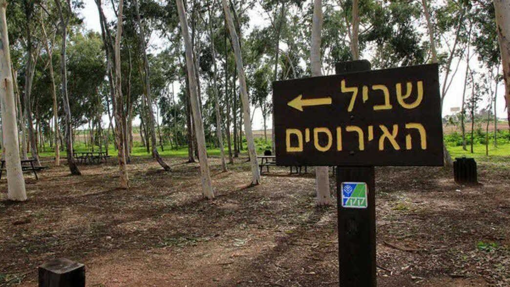 שביל האירוסים