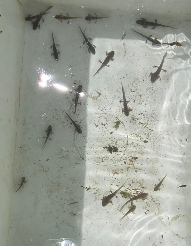 טריטון הפסים טריטון הפסים