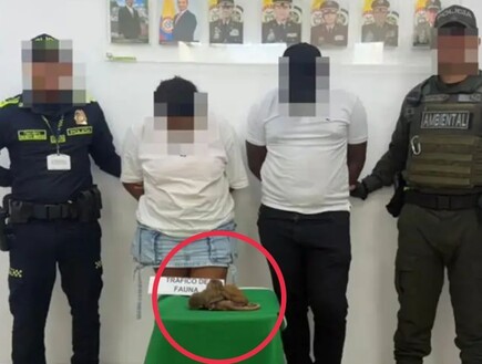 קולומביה: זוג נעצר בשדה תעופה לאחר שניסה להבריח קופים בתחתונים