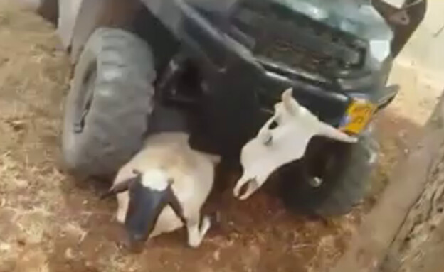 פורעים יהודים דורסים עדר כבשים