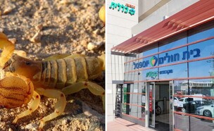 העקרב  (צילום: יוספטל)