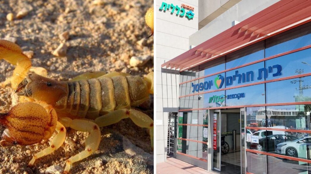 העקרב העקרב