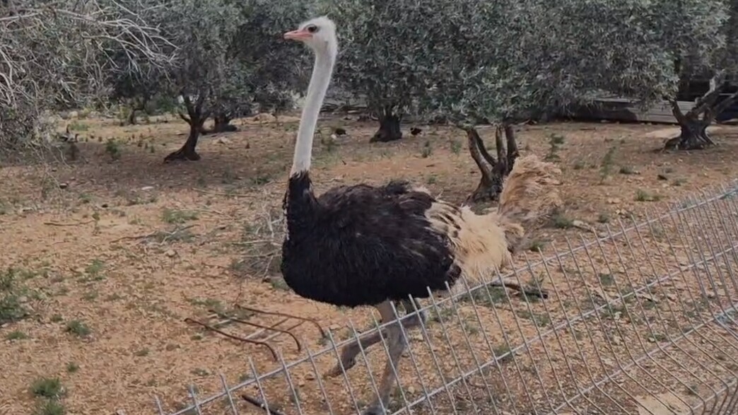 יען בטמרה יען בטמרה