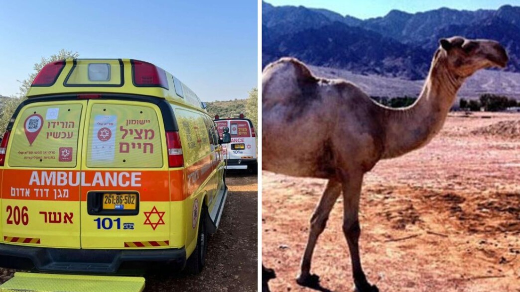 ילדה נפגעה מגמל ילדה נפגעה מגמל