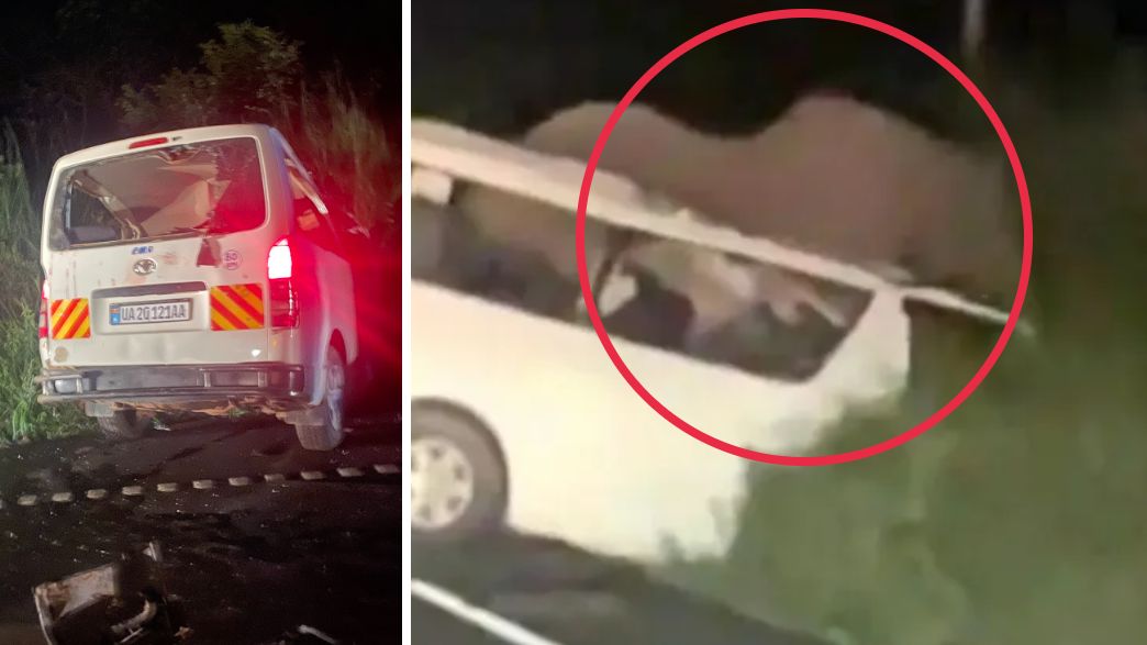 טרגדיה בספארי: מיניבוס התנגש בפיל – ושלושה נוסעים נהרגו במקום
