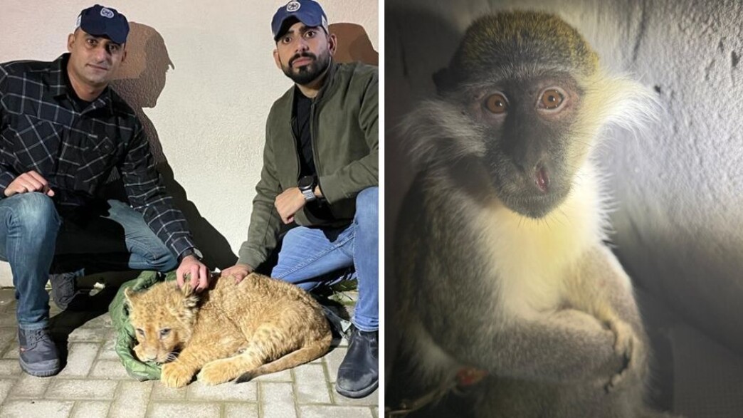 קוף וגור אריות שהוברחו לישראל קוף וגור אריות שהוברחו לישראל