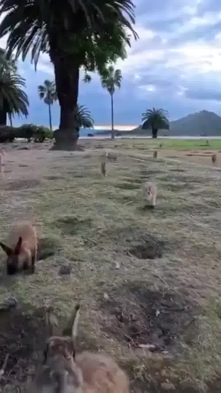 הידעתם? יש אי ביפן שנקרא אוקונושימה שמוכר בתור "אי הארנבים"... תנחשו למה