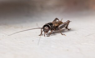 צרצר הבית (צילום: shutterstock_Rohane_Hamilton)