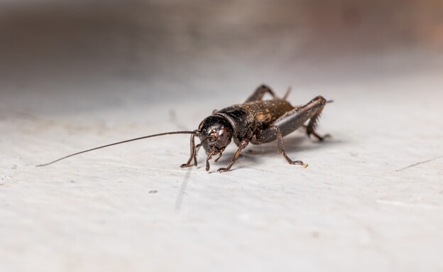 צרצר הבית (צילום: shutterstock_Rohane_Hamilton)