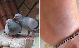 קרציונים (צילום: זיו אביחי, שאטרסטוק)