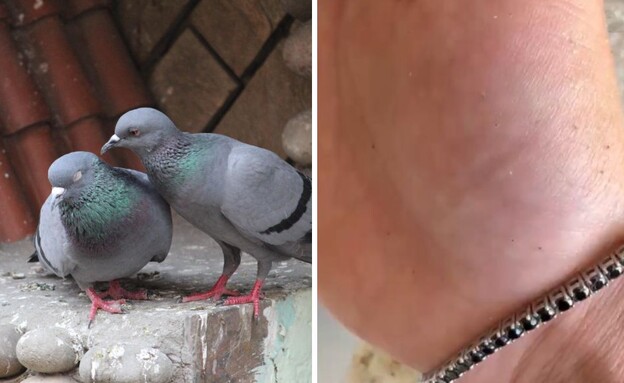 קרציונים (צילום: זיו אביחי, שאטרסטוק)