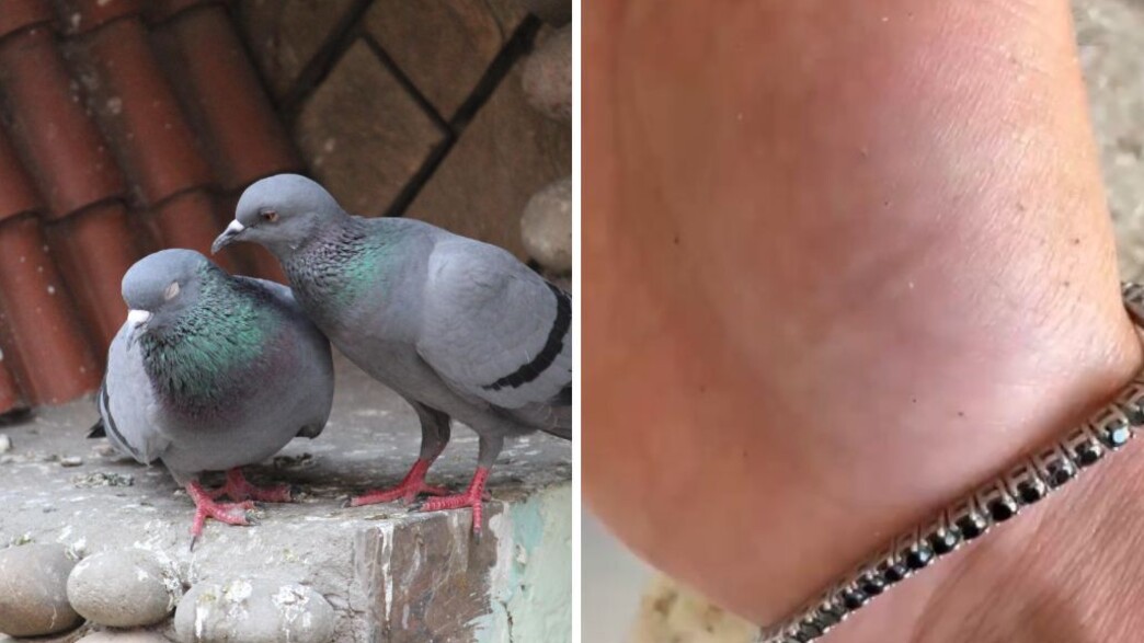 קרציונים