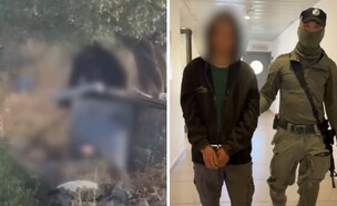 הנער שהכה באכזריות את הכלבה לוסי עד שאיבדה הכרה