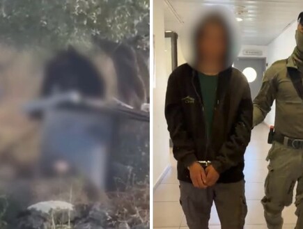 נלכד הנער שהכה באכזריות את הכלבה לוסי עד אובדן הכרה