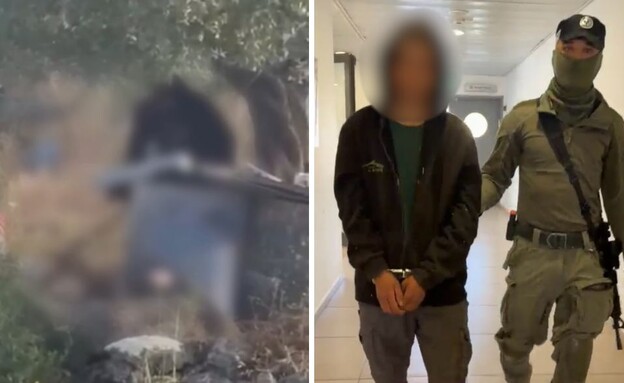 הנער שהכה באכזריות את הכלבה לוסי עד שאיבדה הכרה