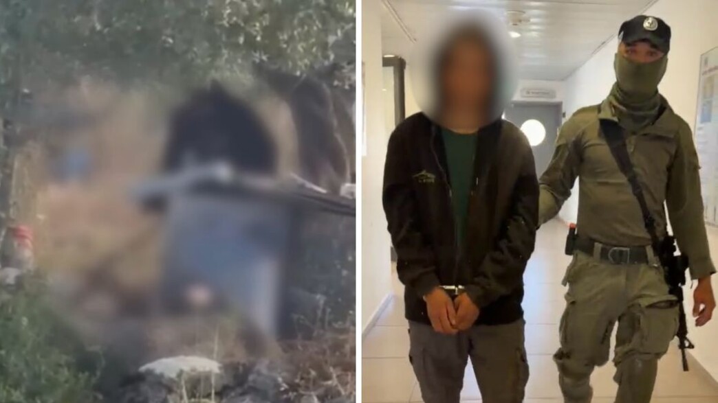 הנער שהכה באכזריות את הכלבה לוסי עד שאיבדה הכרה