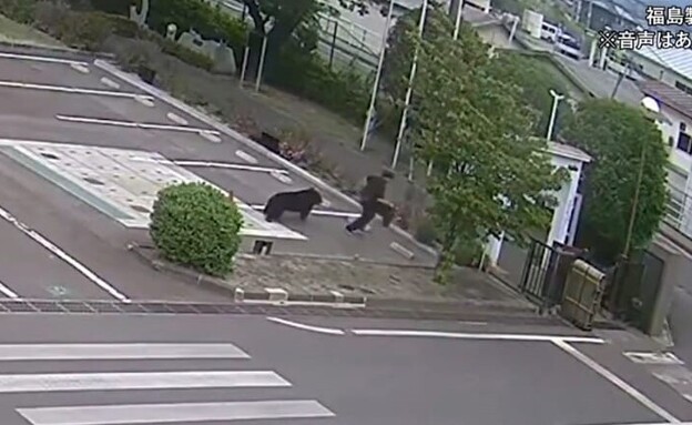 תיעוד: מותקף על ידי דוב ביפן תיעוד: מותקף על ידי דוב ביפן