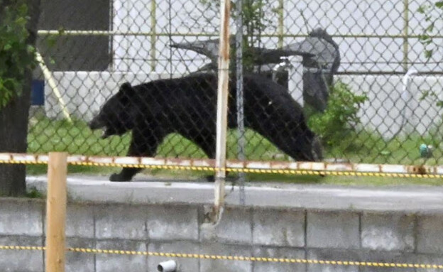 דוב תקף אנשים ביפן (צילום: Kyodo News via AP) דוב תקף אנשים ביפן (צילום: Kyodo News via AP)