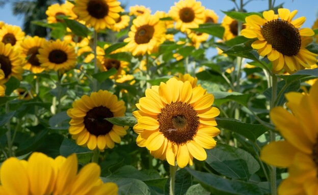 חמניות (צילום: shutterstock_bamgraphy)