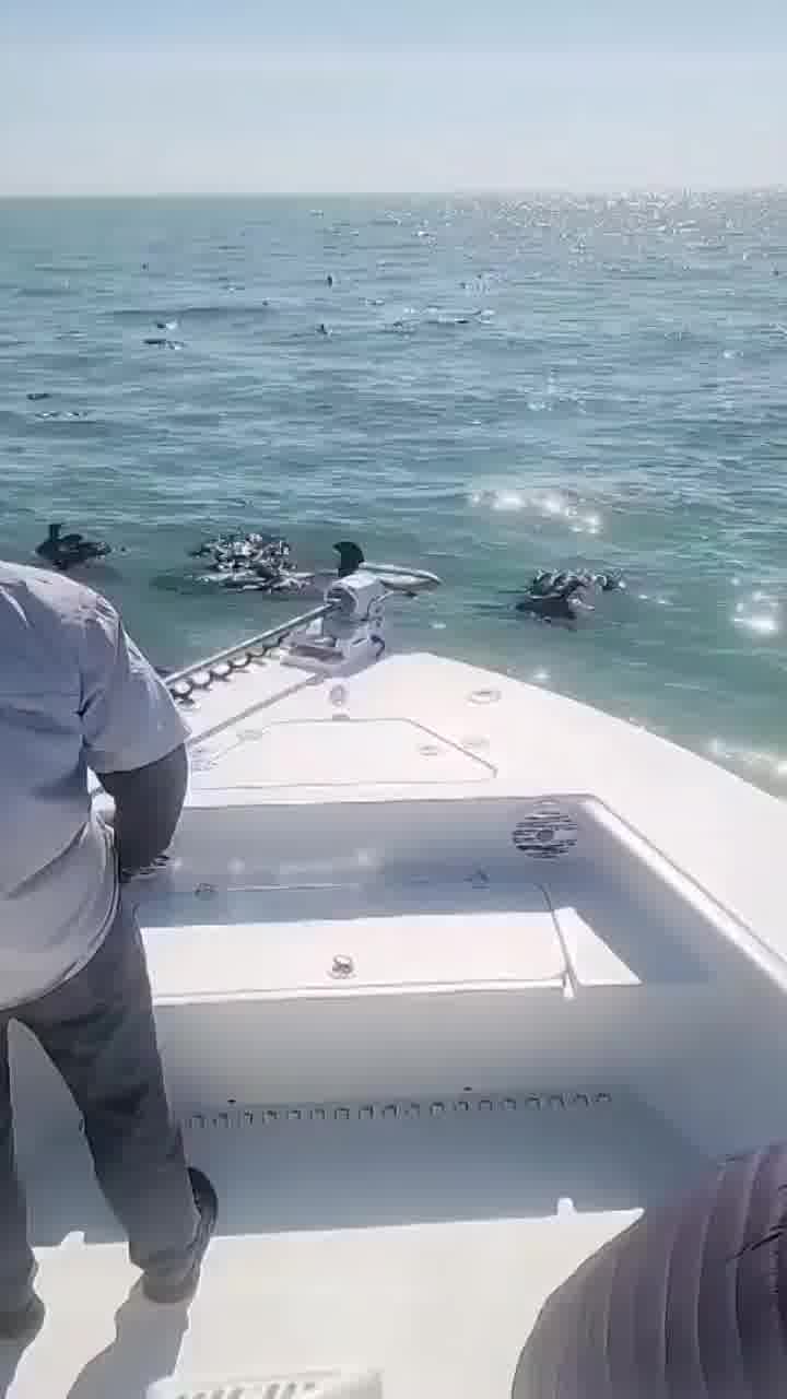 הנשרים נופלים למים מול חופי פלורידה. מומחים טוענים שמדובר בתופעה מוכרת