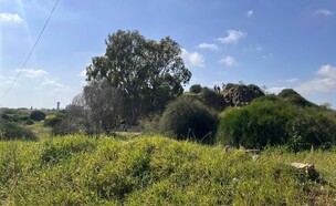 השטח בראשון לציון עליו צפוי להיבנות מתחם "האירוס" (צילום: מנהל התכנון)