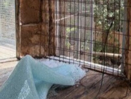 אירוע חריג בגן החיות בחיפה: הלום קרב ניפץ את חלון תצוגת הנמר