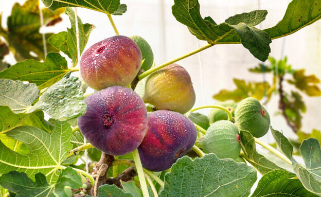 עץ תאנה (צילום: shutterstock_rakT)