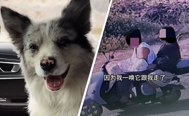 צ'וטו (צילום: מתוך הרשתות החברתיות בהתאם לסעיף 27א' בחוק)