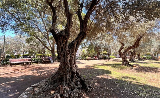גן בנימין חיפה גן בנימין חיפה