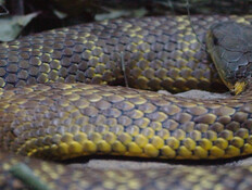biata_snakes_1006261 (וידאו AVI: חדשות) biata_snakes_1006261 (וידאו AVI: חדשות)