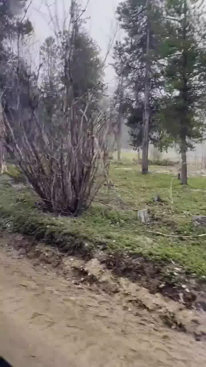 זה את ביגפוט? נהגים באונטריו, קנדה, מדווחים שראו דמות מסתורית משוטטת ביערות
