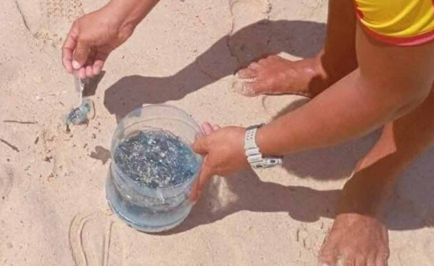 היצור הימי היצור הימי