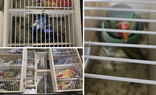 ניסיון הברחת תוכים בנתב"ג (צילום: דוברות המשטרה)