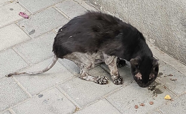 חתולים מכוסים בבטון שהושאר ללא פיקוח חתולים מכוסים בבטון שהושאר ללא פיקוח