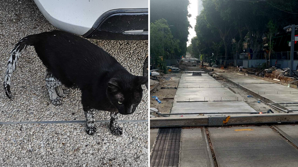 חתולים מכוסים בבטון שהושאר ללא פיקוח חתולים מכוסים בבטון שהושאר ללא פיקוח