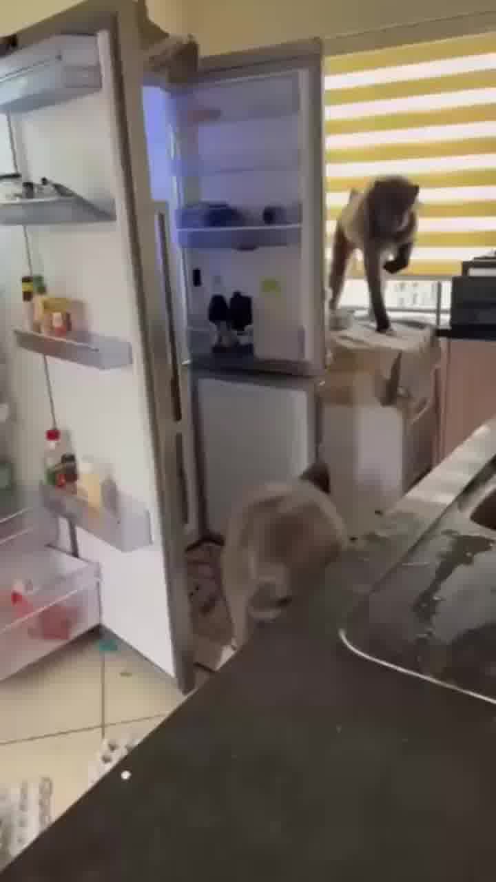 בינתיים בנמיביה... גברת התעוררה מרעשים במטבח וגילתה משפחה של בבונים