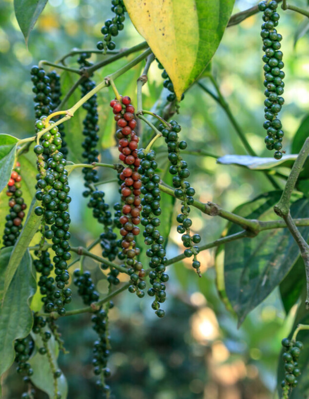 צמח הפלפל peppercorn 