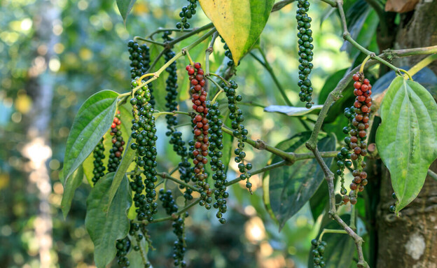 צמח הפלפל peppercorn  (צילום: shutterstock_Wirestock_Creators)