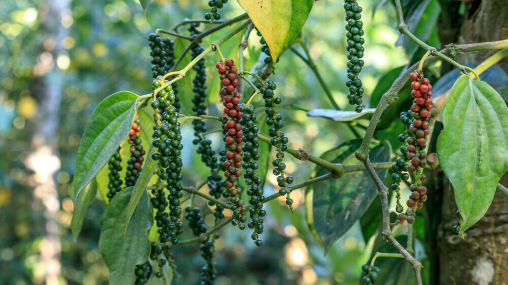 צמח הפלפל peppercorn 