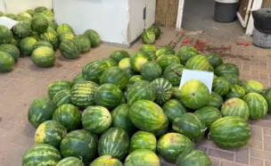 האבטיחים הגנובים (צילום: משטרת ישראל)