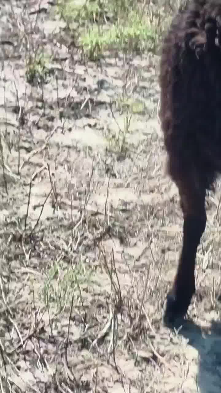 הידעתם? העכשוב, או עקרבות בשפה העממית, יכול להגיע לאורך של 15 ס"מ