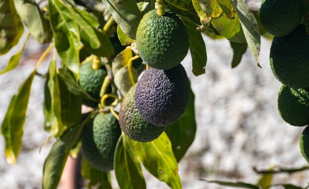 עץ אבוקדו (צילום: shutterstock_barmalini)