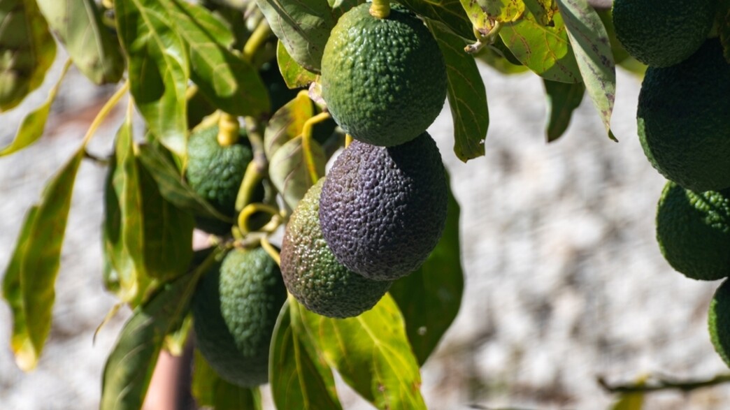 עץ אבוקדו