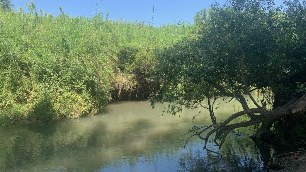 בניאס מחניון האקליפטוס בניאס מחניון האקליפטוס