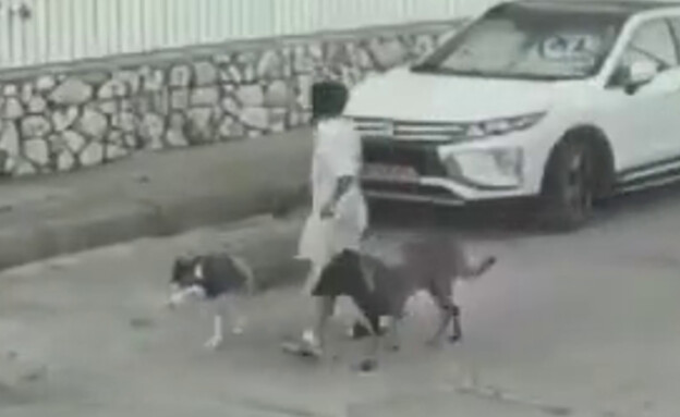 התעלל בהאסקי סיבירי (צילום: מתוך דף הפייסבוק של חוות השאנטי)